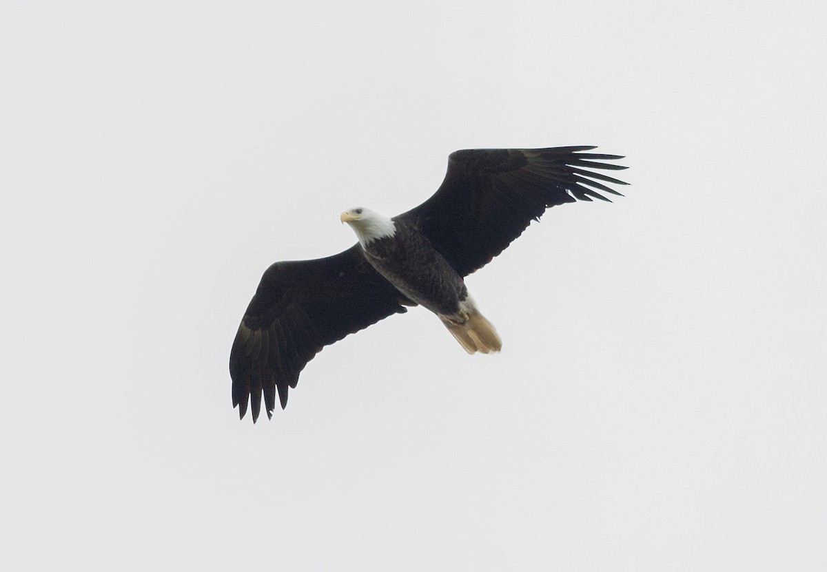 ハクトウワシ - ML643175856