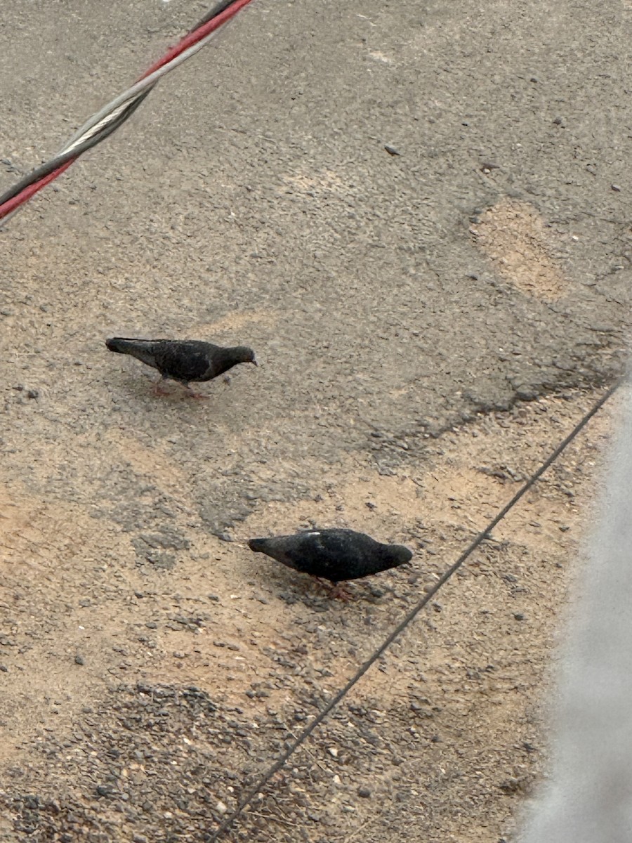 野鴿(野化) - ML643175857