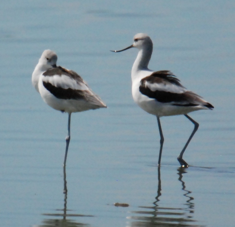 American Avocet - ML643175858
