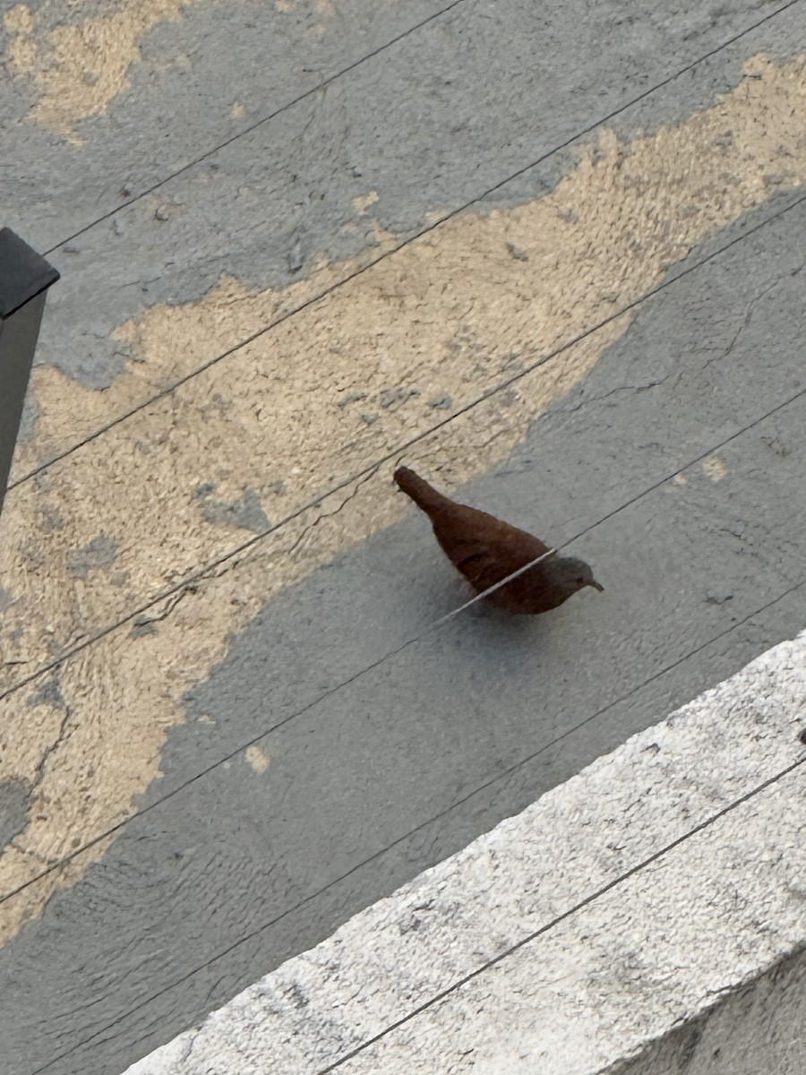 Ruddy Ground Dove - ML643175861