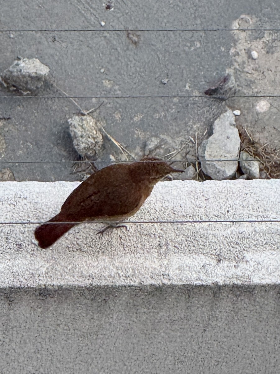 Rufous Hornero - ML643175865