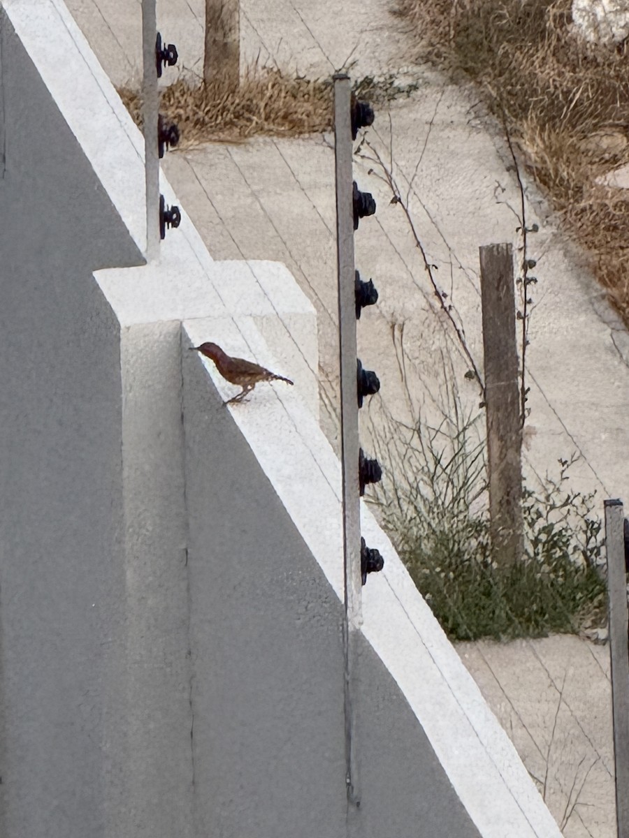 Rufous Hornero - ML643175866