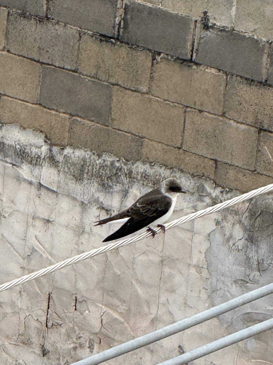 Brown-chested Martin - ML643175871