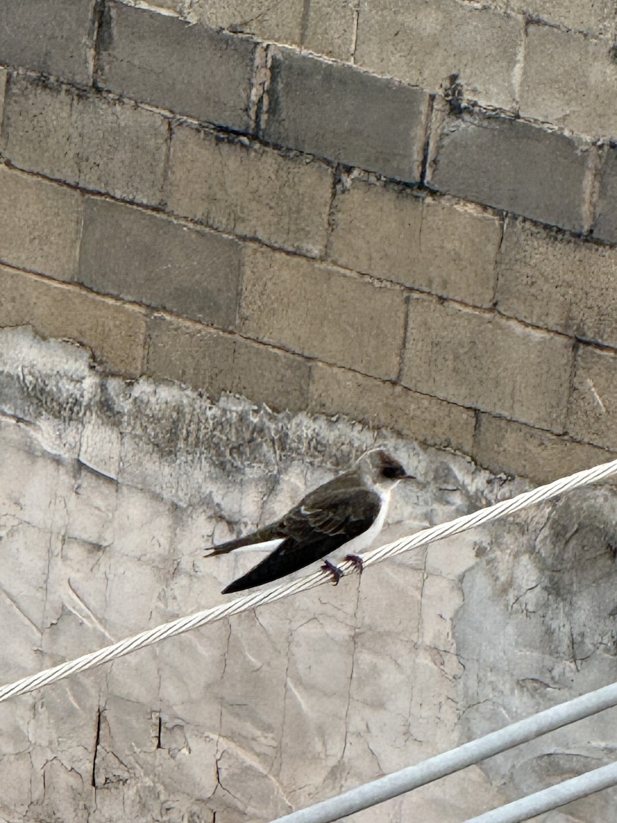 Brown-chested Martin - ML643175872