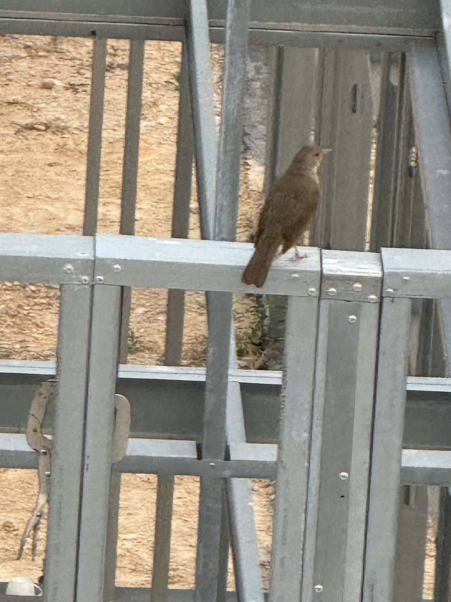 Pale-breasted Thrush - ML643175887