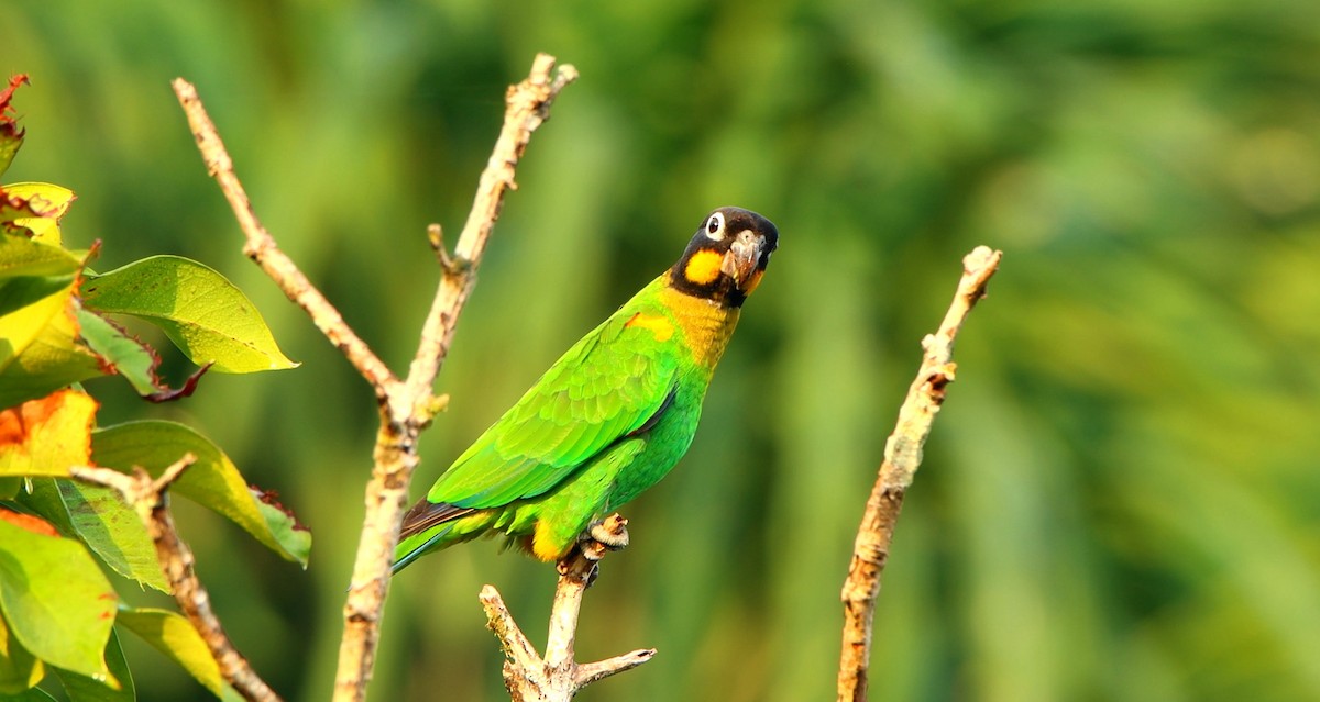 oransjekinnpapegøye - ML643175891