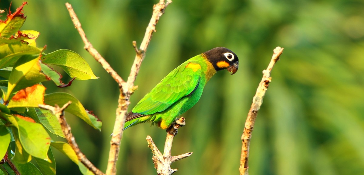 oransjekinnpapegøye - ML643175892