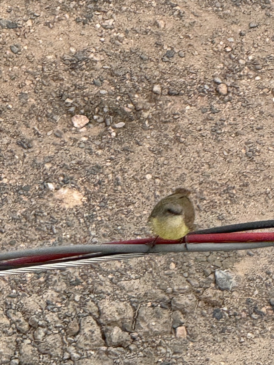 Cattle Tyrant - ML643175893