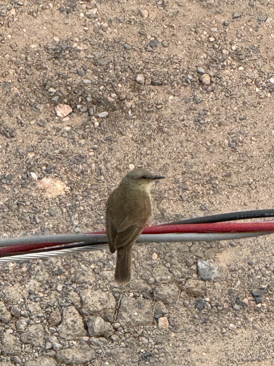 Cattle Tyrant - ML643175894