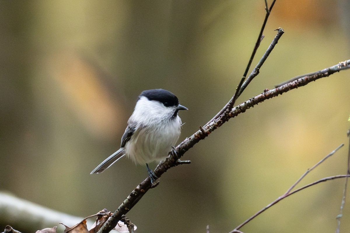 Willow Tit - ML643175899