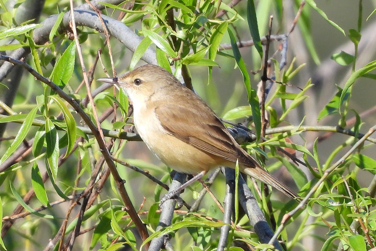 Australian Reed Warbler - ML643175903
