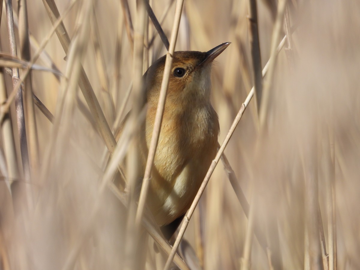 Australian Reed Warbler - ML643175904