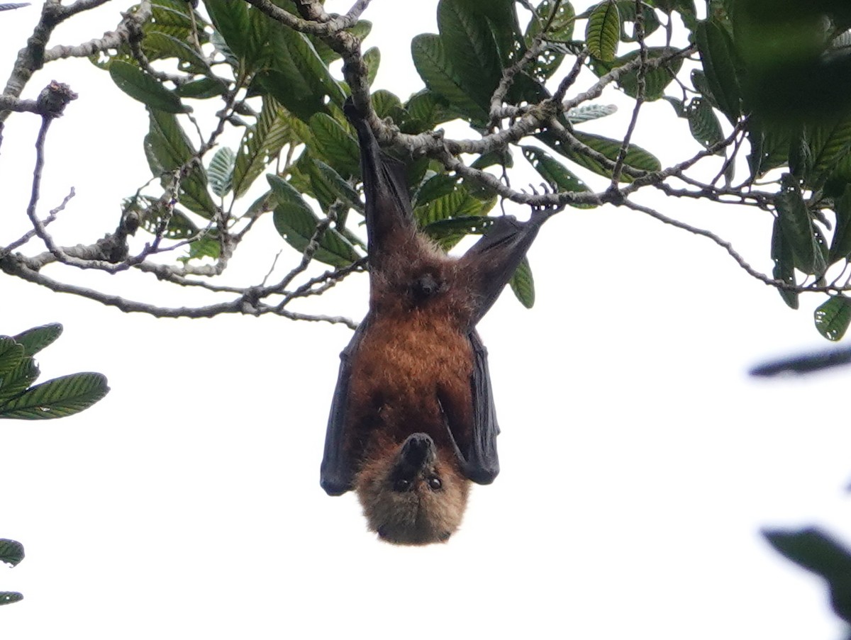 Ornate Flying-fox - ML643175933