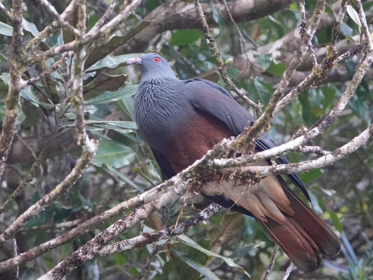 New Caledonian Imperial-Pigeon - ML643175935