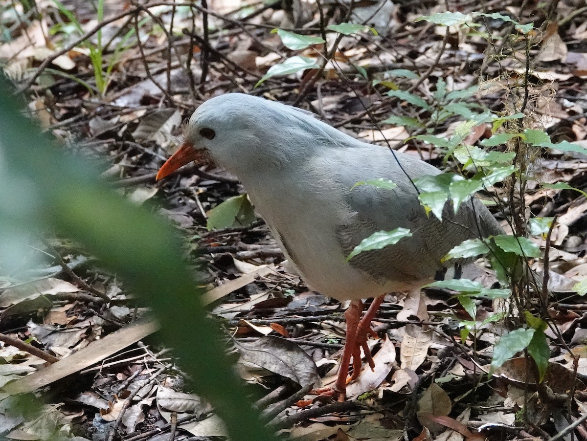 Kagu - ML643175946