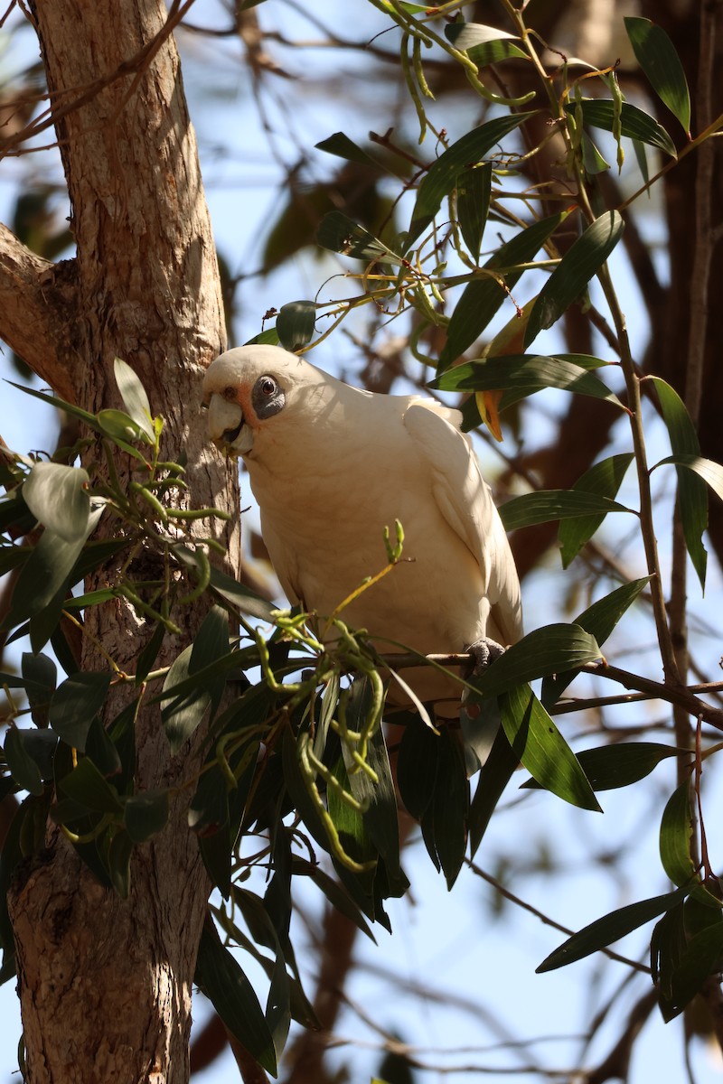 Little Corella - ML643175948