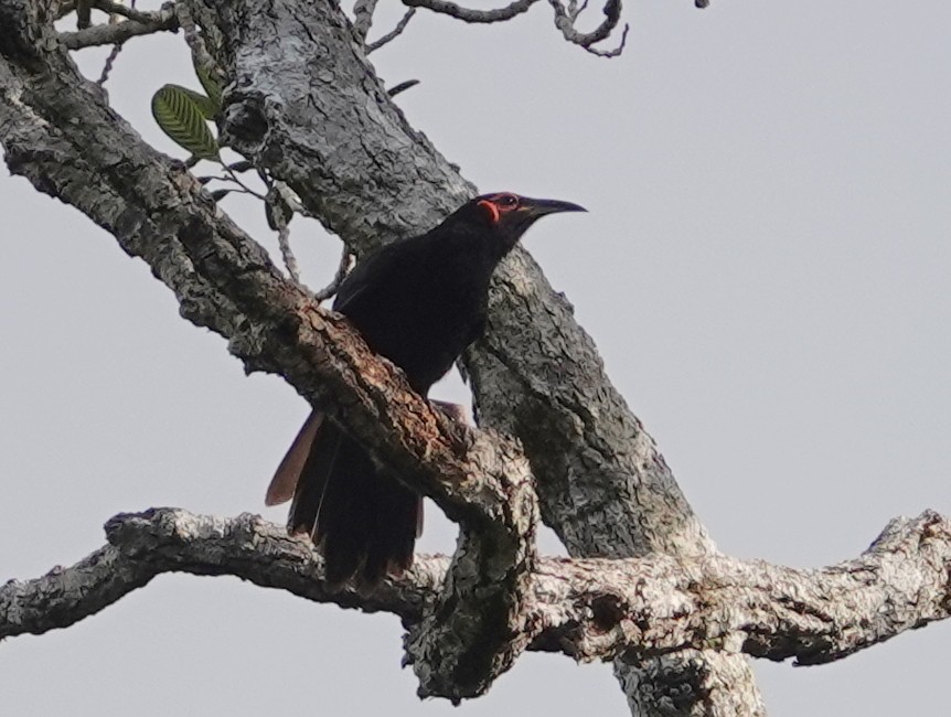 Crow Honeyeater - ML643175949