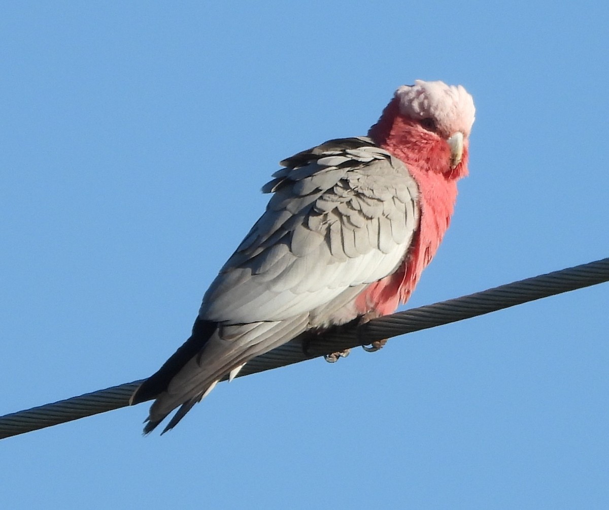 Galah - ML643175965