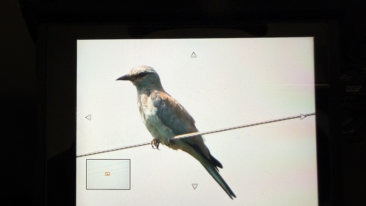 European Roller - ML643175970