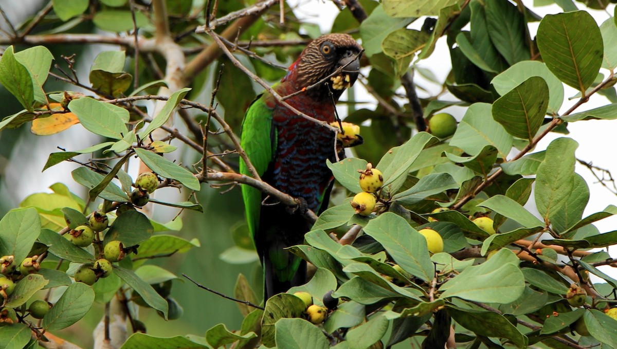 Red-fan Parrot - ML643175981