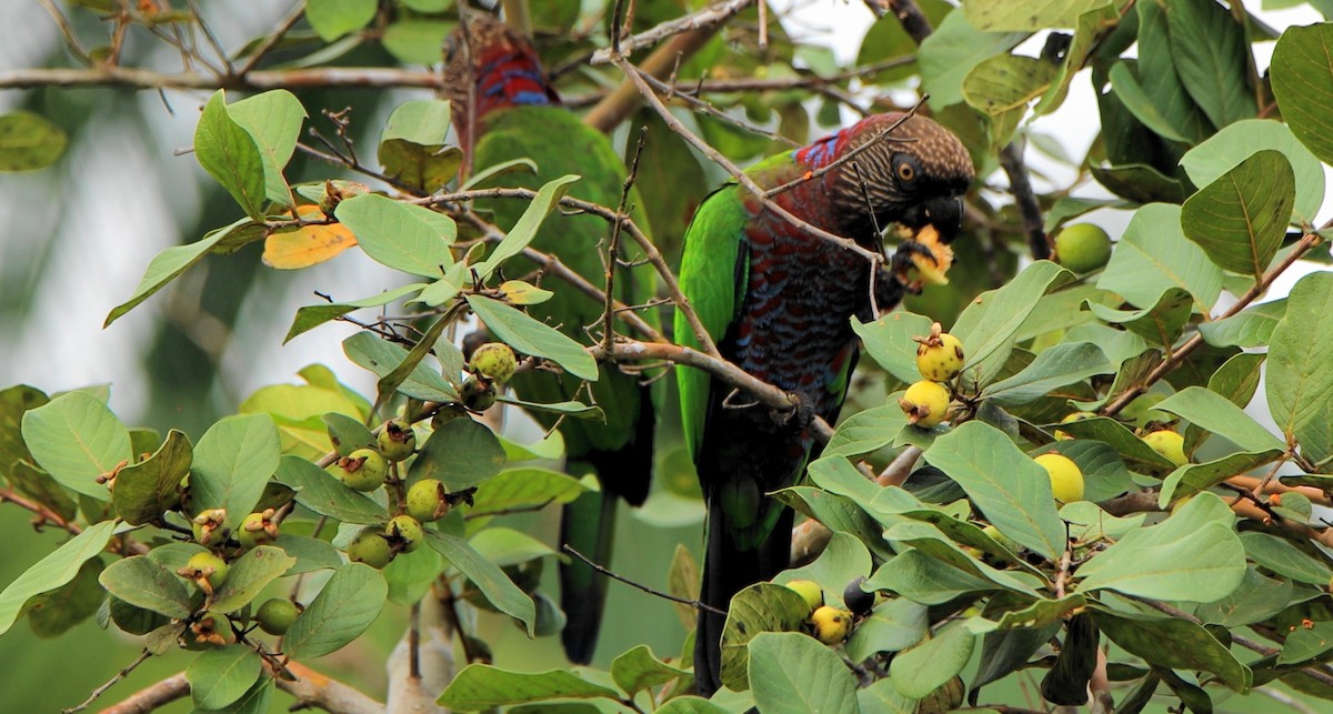 Red-fan Parrot - ML643175982