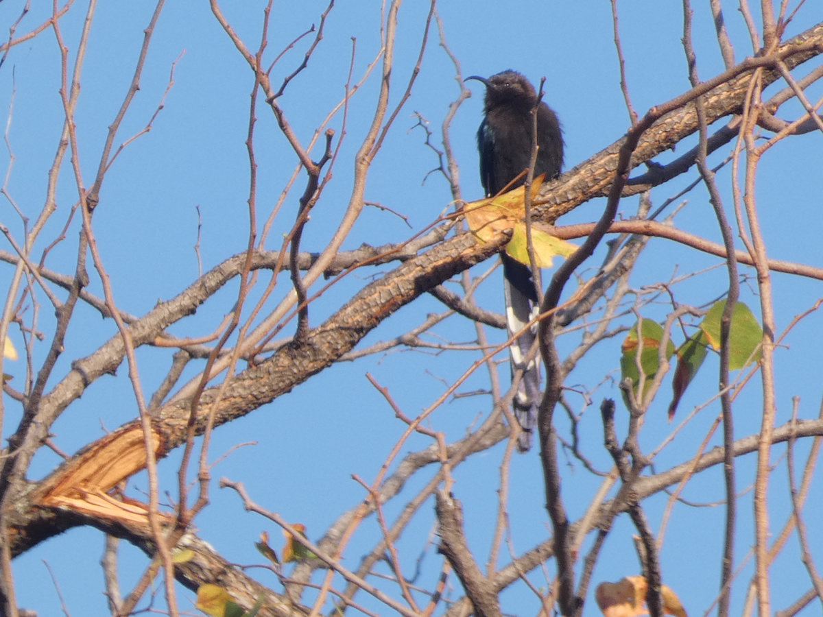 Common Scimitarbill - ML643175983