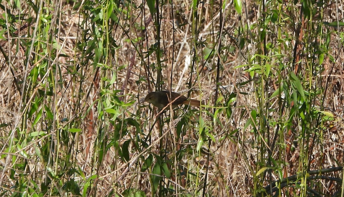 Australian Reed Warbler - ML643175992