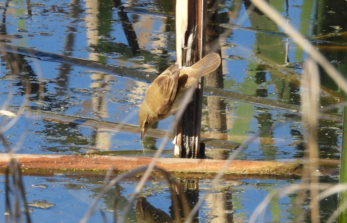 Australian Reed Warbler - ML643175993