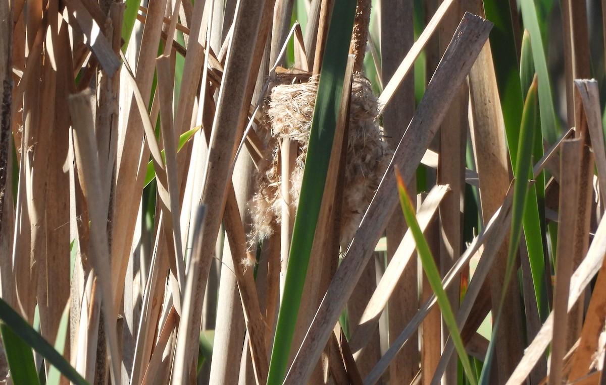 Australian Reed Warbler - ML643175994
