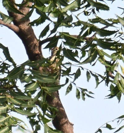 Yellow-crowned Woodpecker - ML643176019