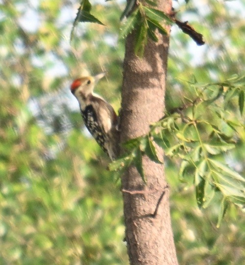 Yellow-crowned Woodpecker - ML643176020
