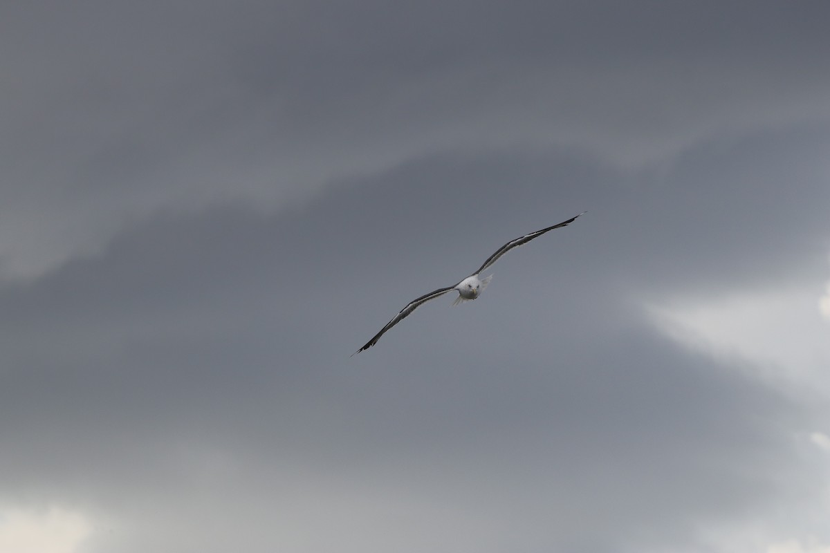 Lesser Black-backed Gull - ML643176025