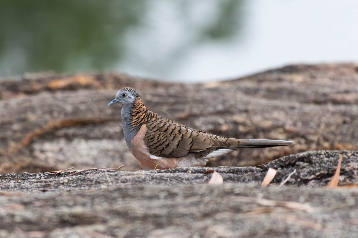 Bar-shouldered Dove - ML643176034