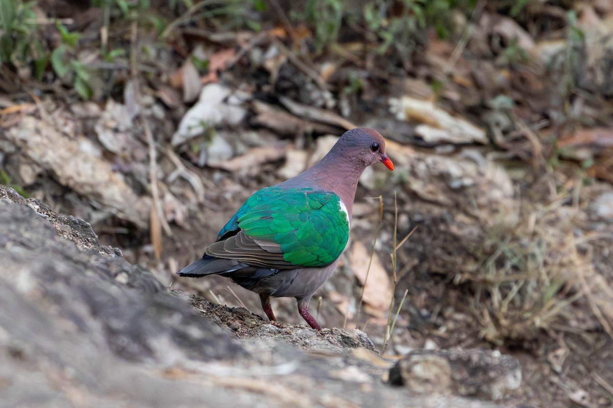 Pacific Emerald Dove - ML643176036