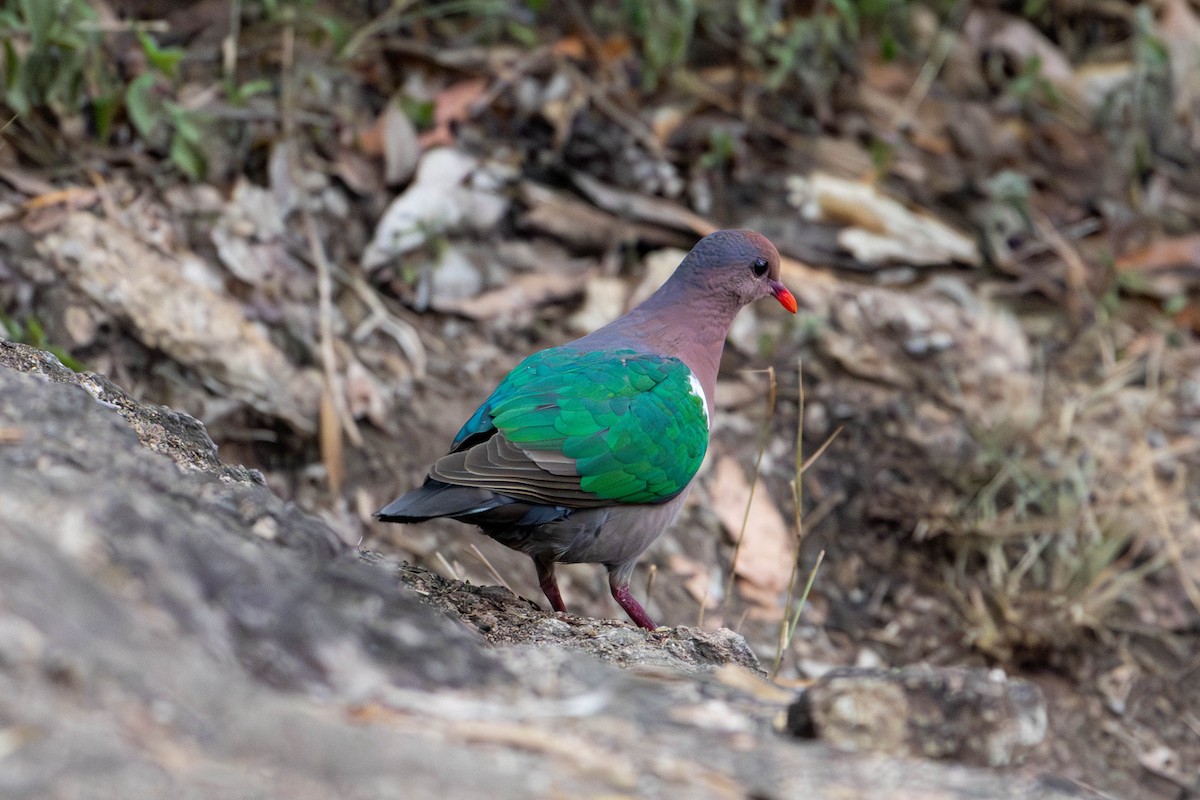 Pacific Emerald Dove - ML643176037