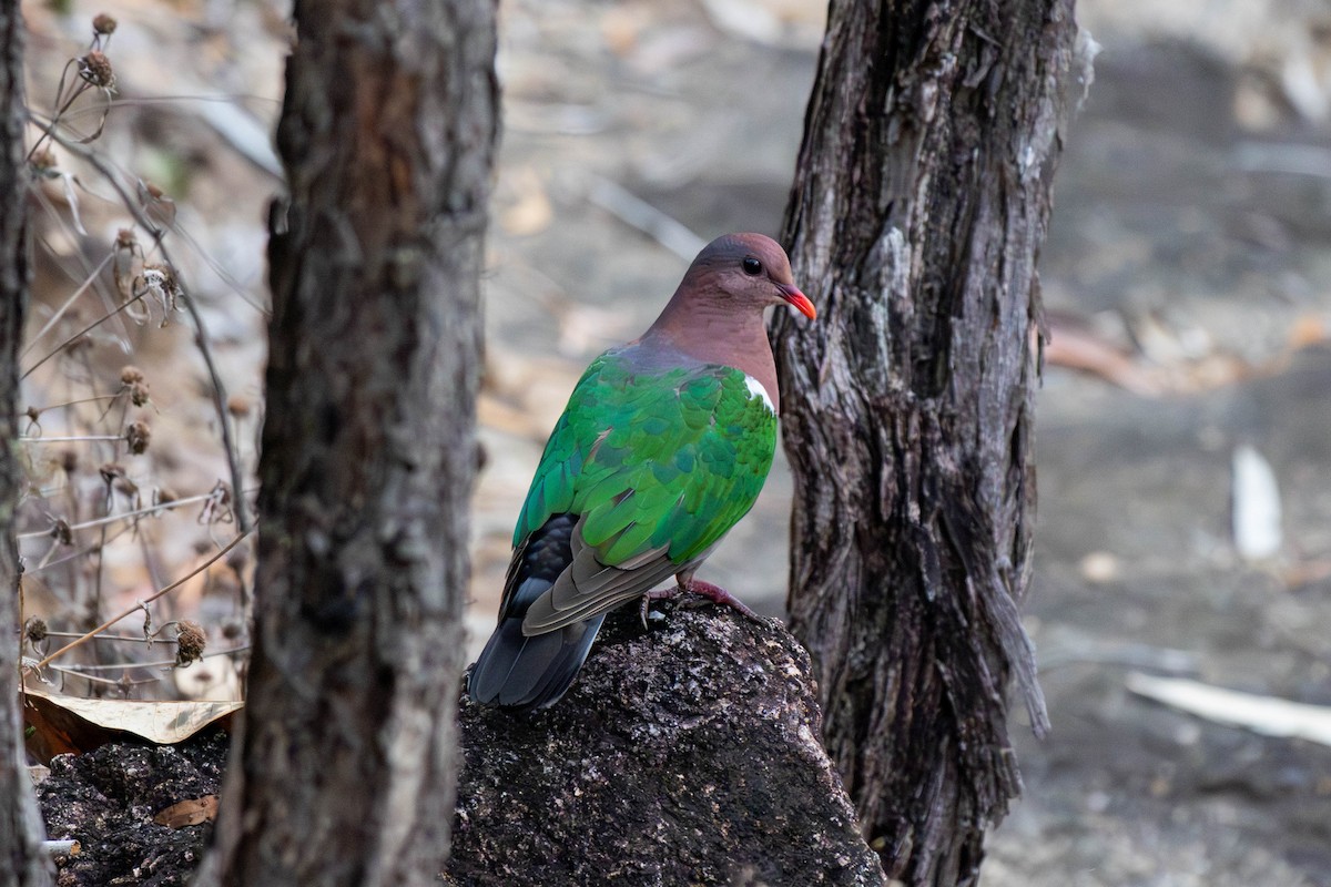 Pacific Emerald Dove - ML643176038