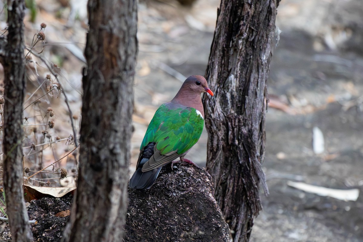 Pacific Emerald Dove - ML643176039
