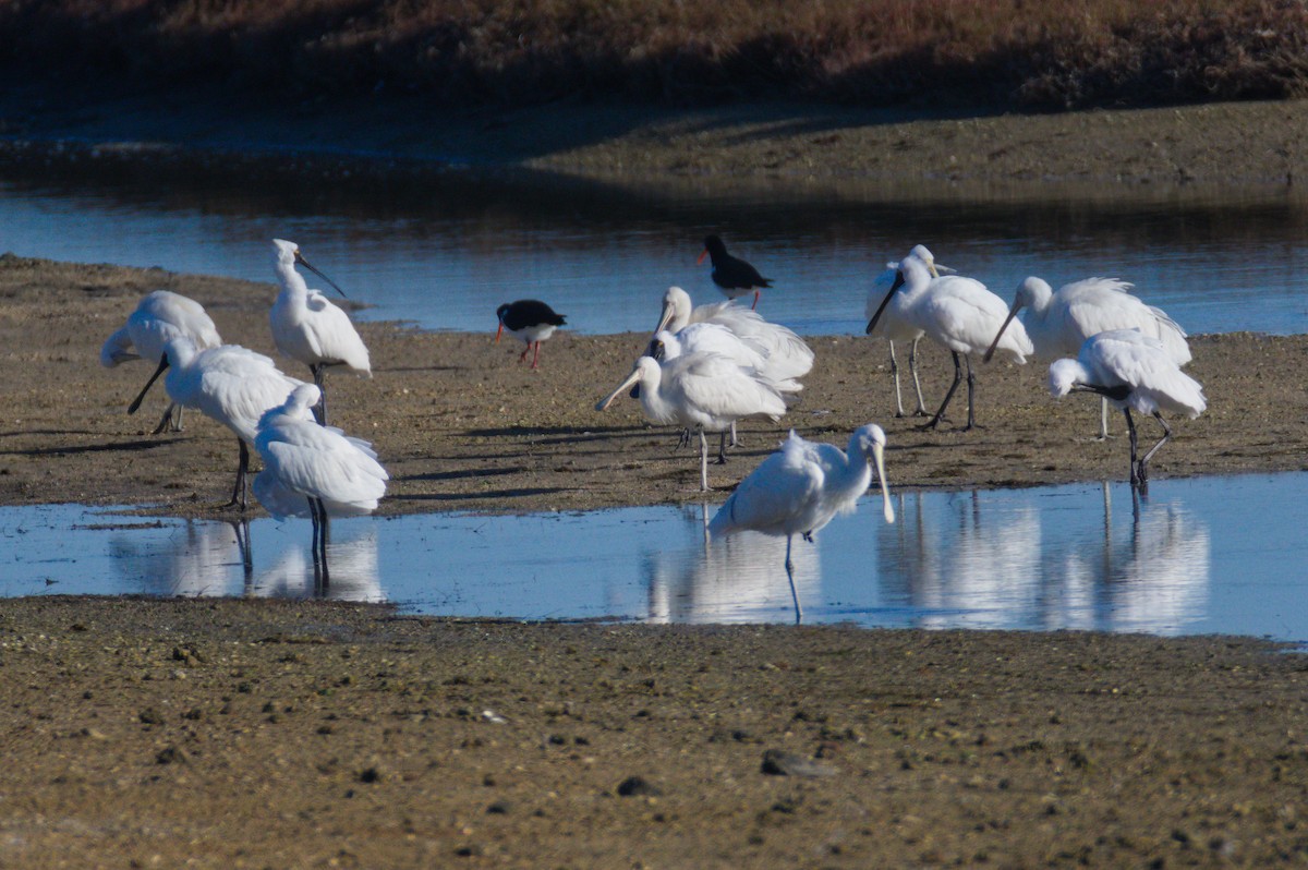 gulnebbskjestork - ML643176072