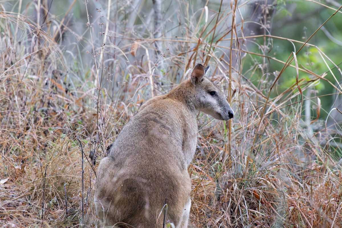 Agile Wallaby - ML643176073