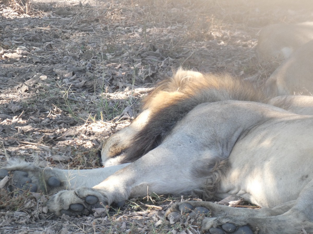 Animals - ML643176082