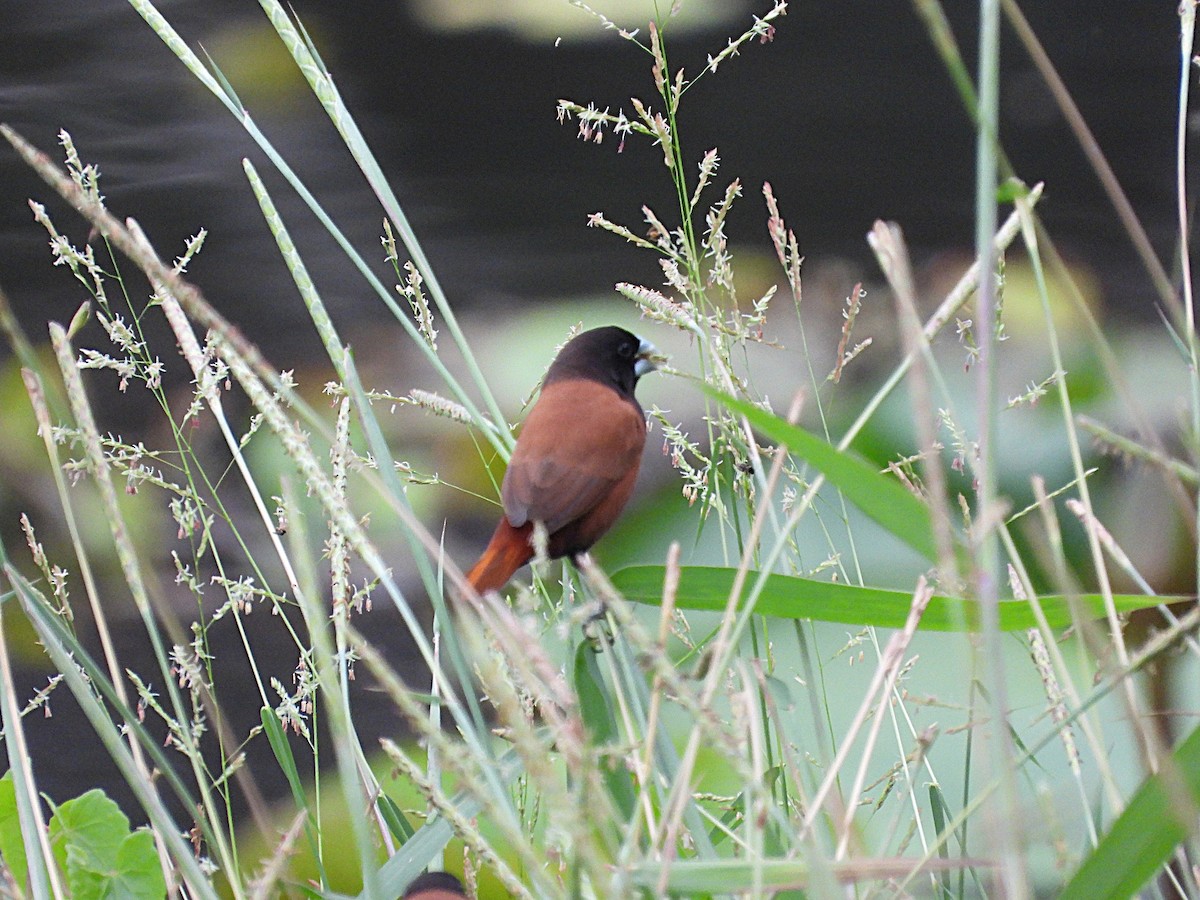 Chestnut Munia - ML643176083