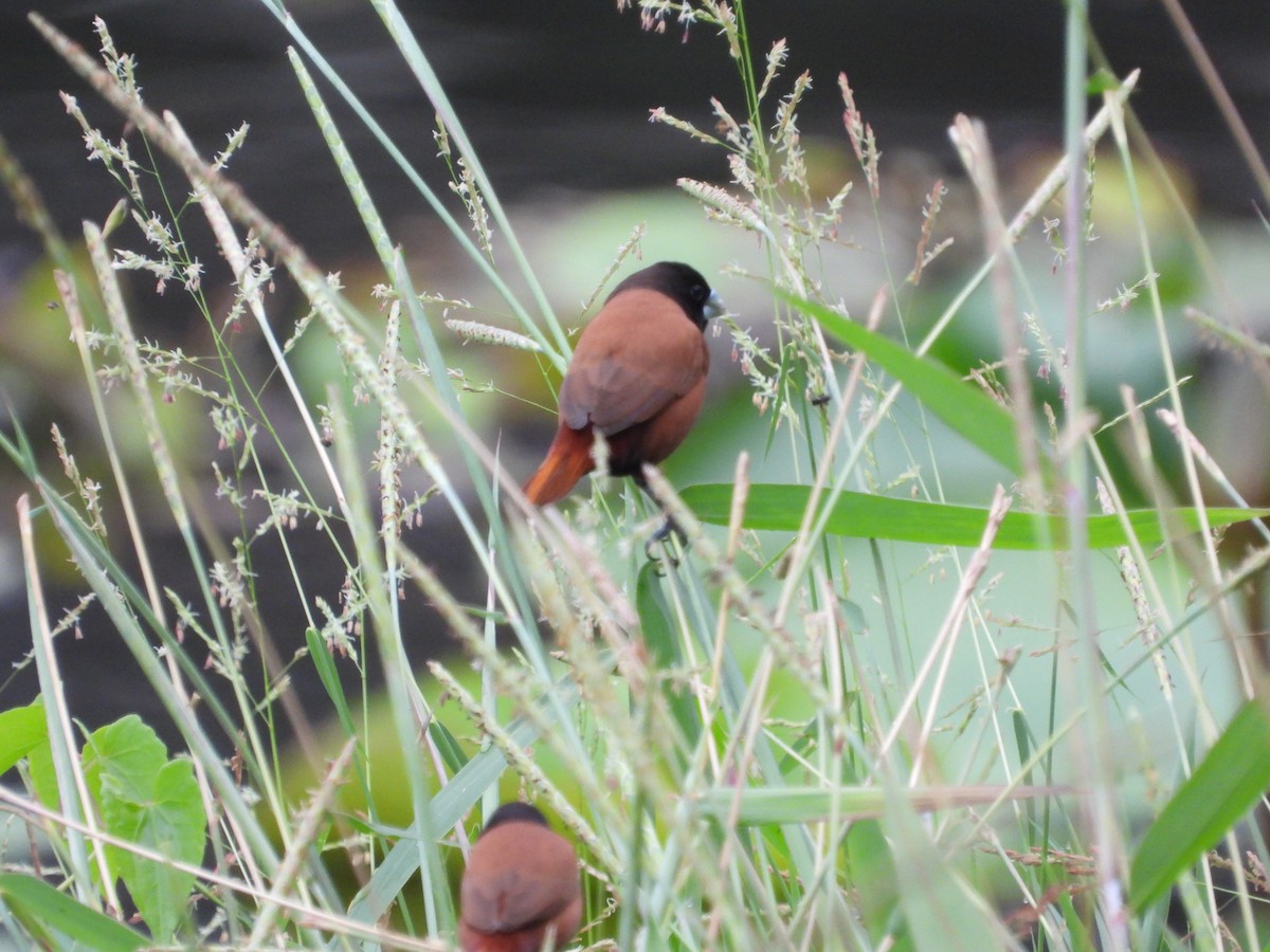 Chestnut Munia - ML643176085