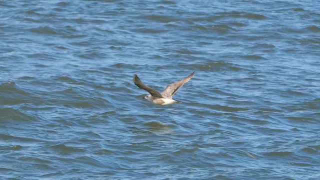 Vega Gull - ML643176135