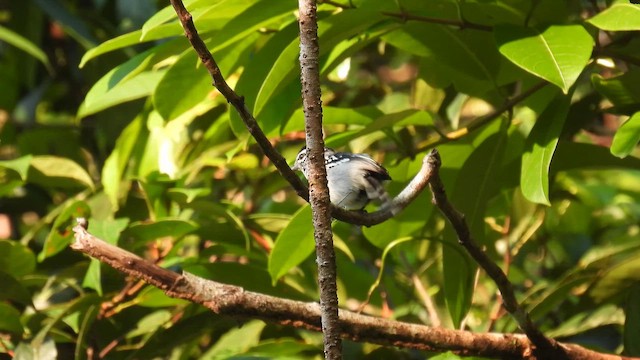 Todd's Antwren - ML643176139