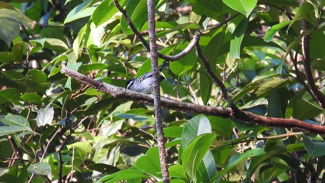 Todd's Antwren - ML643176140