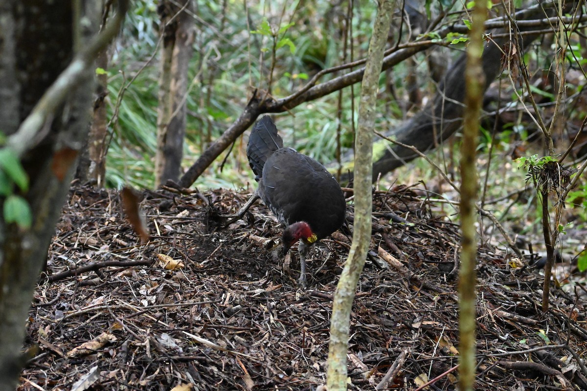 Australian Brushturkey - ML643176141