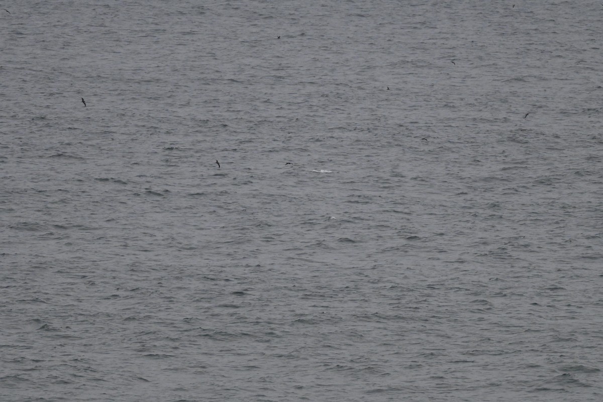 Wedge-tailed Shearwater - ML643176151