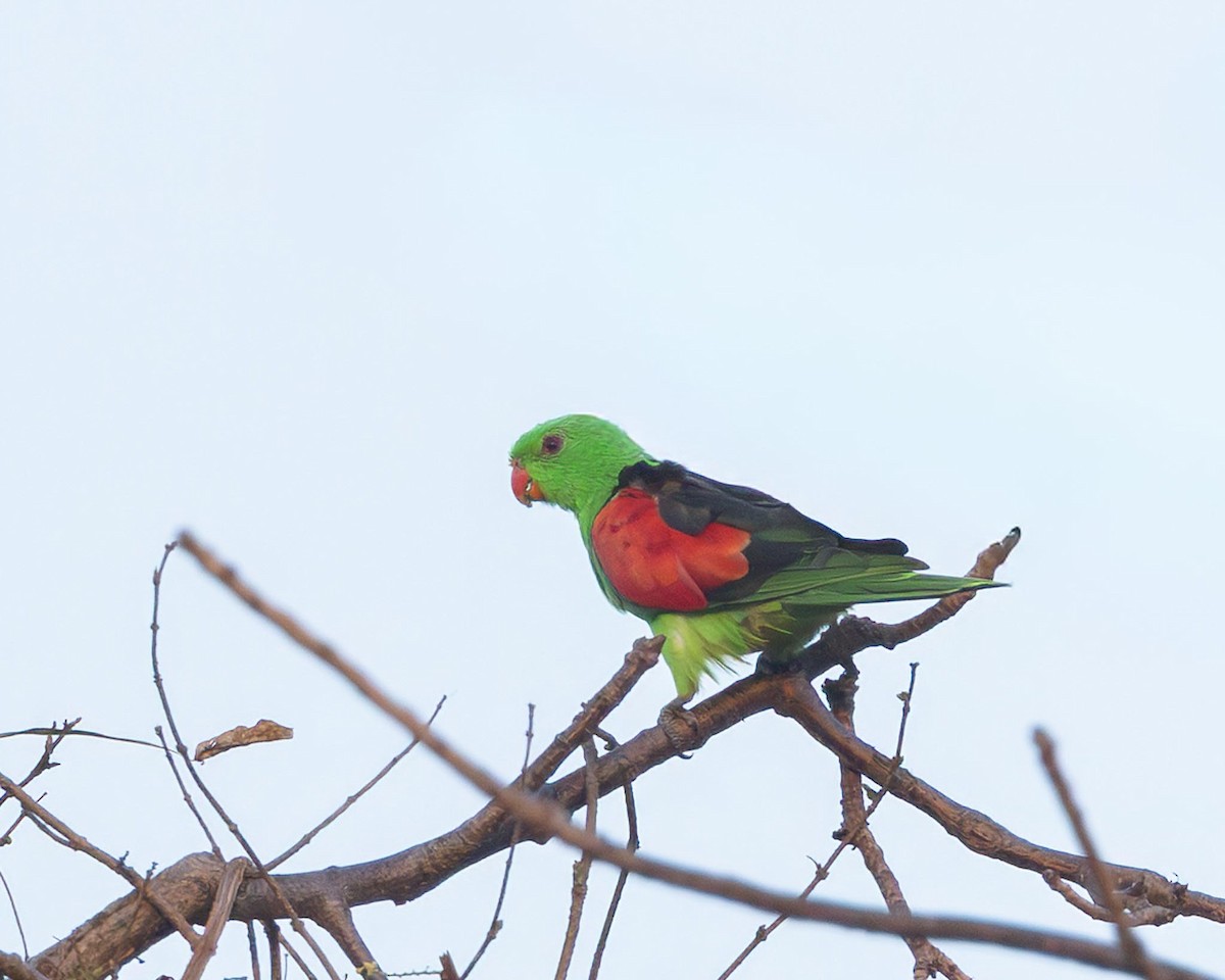 Red-winged Parrot - ML643176153
