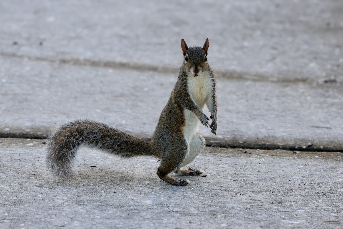 Animals - ML643176157