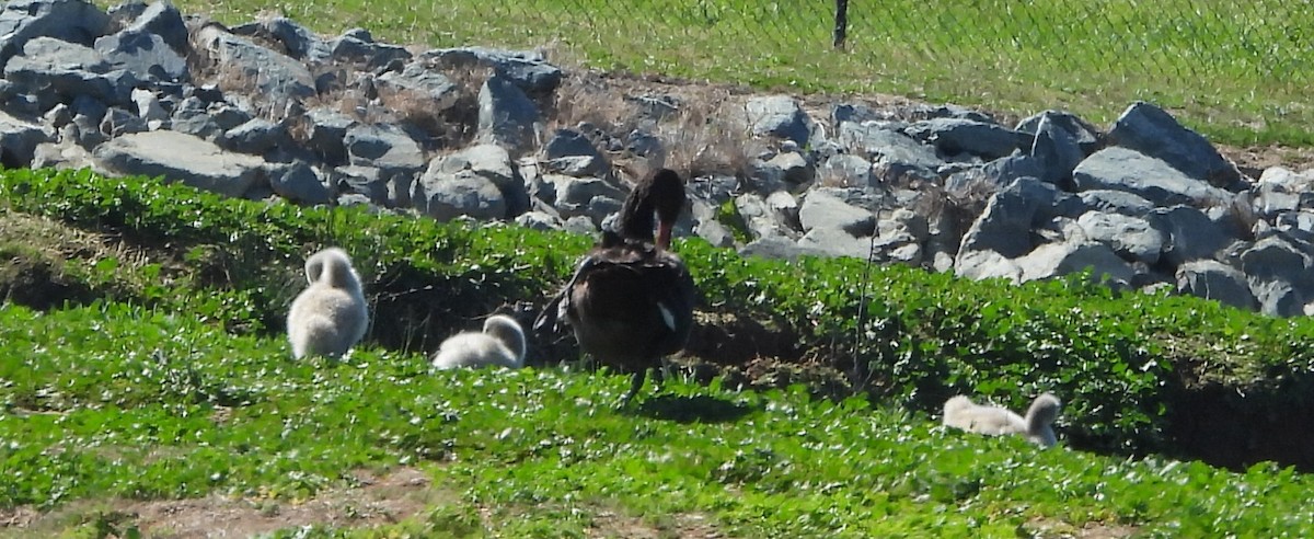 Black Swan - ML643176159